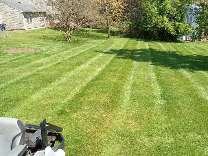 Green lawn in summer